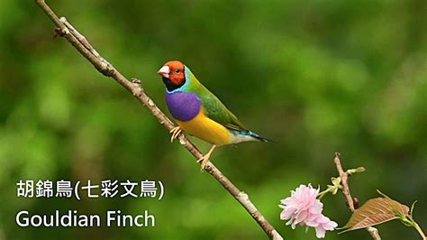 胡錦鳥親人嗎|胡錦鳥 (七色鳥、七彩文鳥)